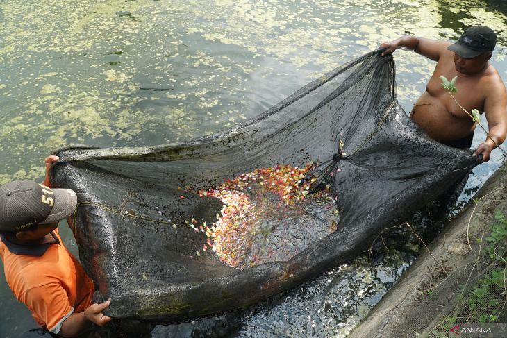 Budi daya ikan hias glofish di Tulungagung