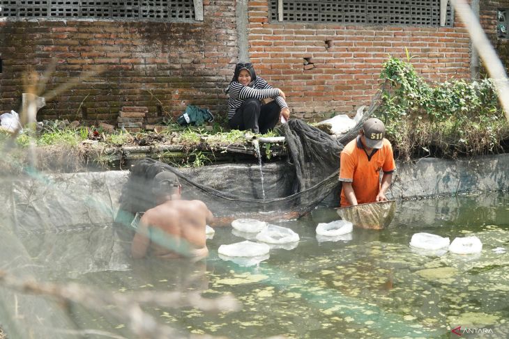 Budi daya ikan hias glofish di Tulungagung