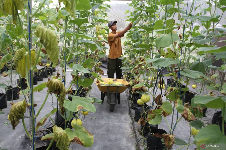 Wisata petik melon milik BumDes di Malang