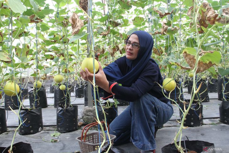 Wisata petik melon milik BumDes di Malang