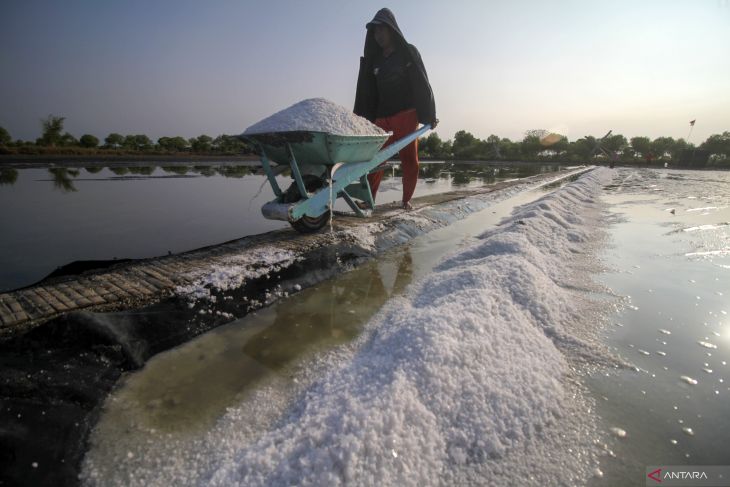 Panen garam perdana di Sidoarjo