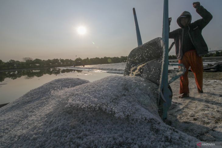 Panen garam perdana di Sidoarjo