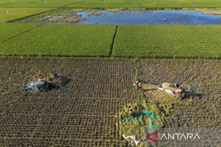 Proyeksi produksi beras