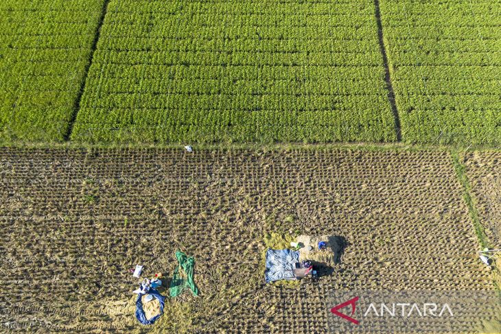 Proyeksi produksi beras