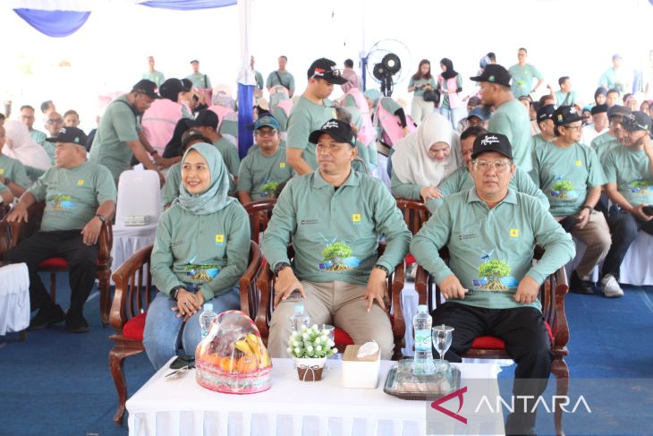 PLN UIW Babel tanam 10.000 bibit mangrove di Pantai Penyak