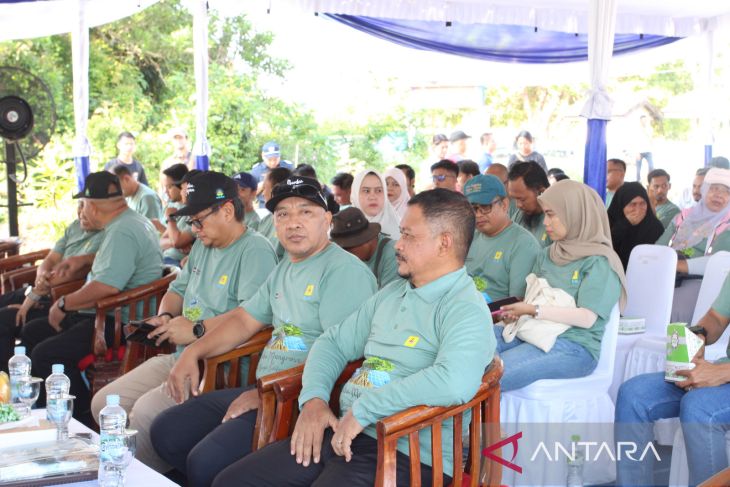 PLN UIW Babel tanam 10.000 bibit mangrove di Pantai Penyak