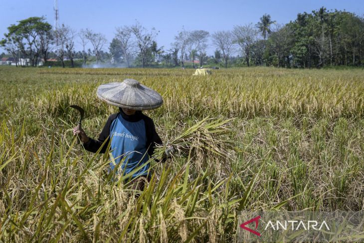 Produksi beras konsumsi diprediksi meningkat