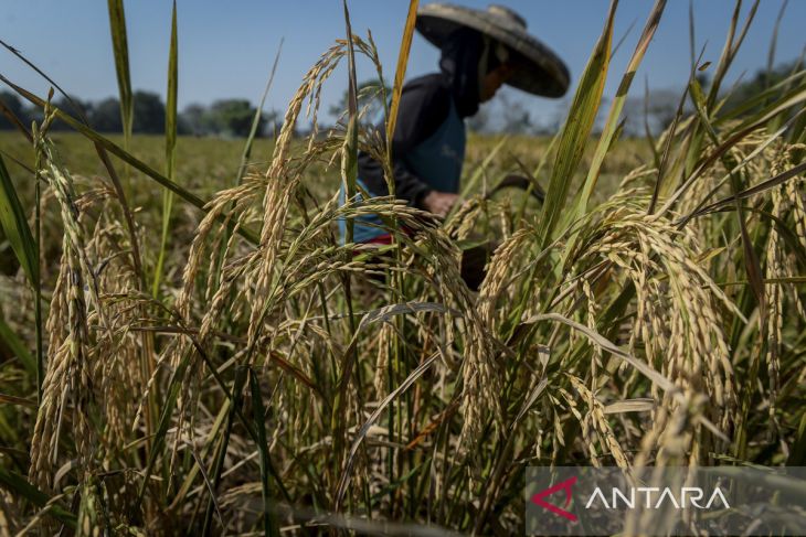Produksi beras konsumsi diprediksi meningkat