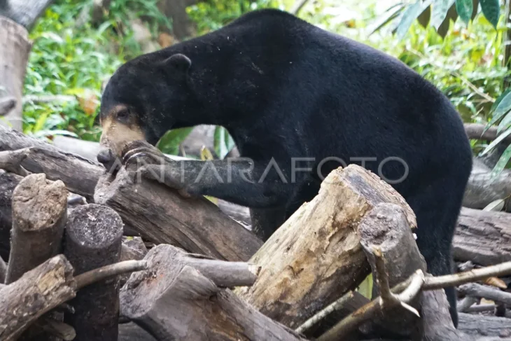 Pusat konservasi beruang madu di Balikpapan