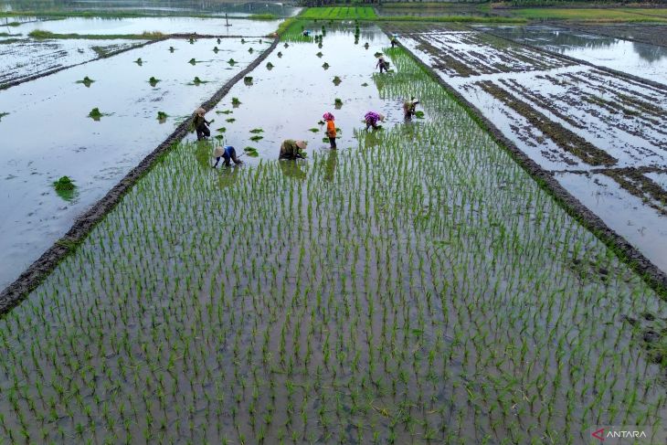 Nilai tukar petani Jatim bulan Juli 2025 naik