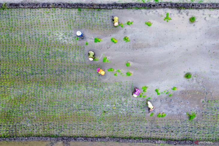 Nilai tukar petani Jatim bulan Juli 2025 naik