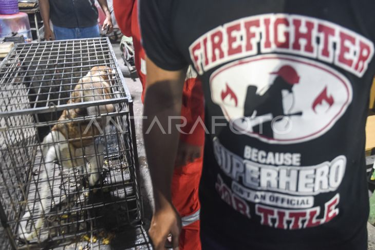 Evakuasi Bekantan liar dari permukiman warga di Samarinda