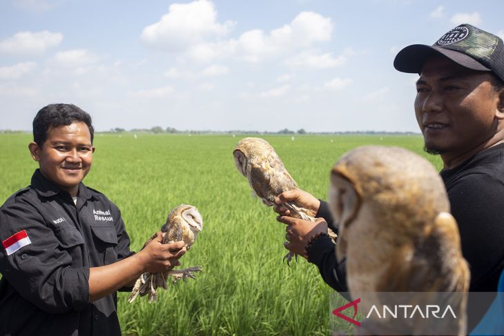 Lepas liar ular dan burung hantu di Indramayu