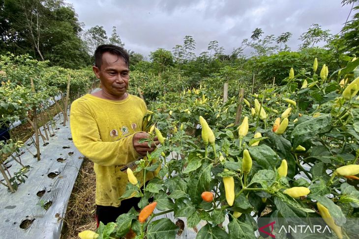 Cabai Kaliber tembus Rp70 ribu per kilogram