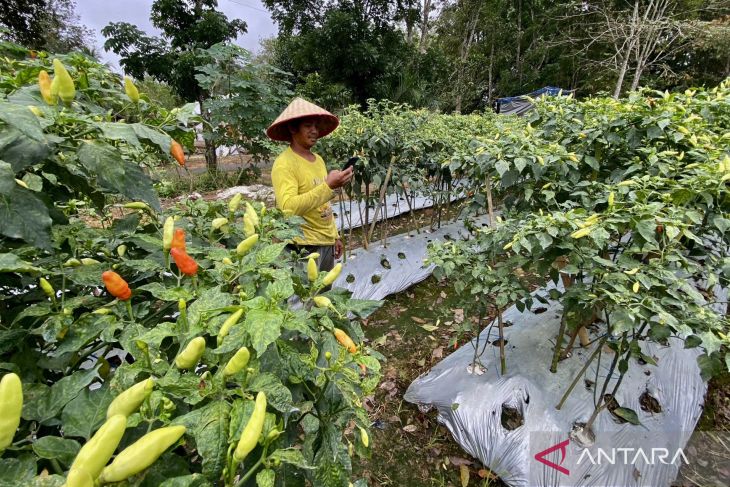 Cabai Kaliber tembus Rp70 ribu per kilogram