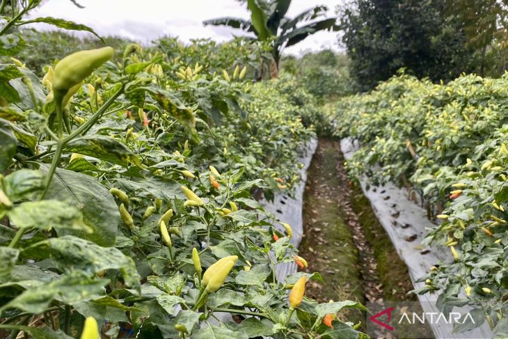 Cabai Kaliber tembus Rp70 ribu per kilogram