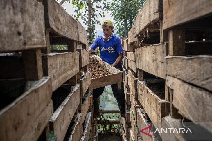 Pemanfaatan kotoran sapi menjadi pakan cacing