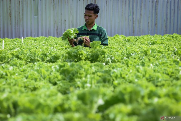 Budi daya sayuran hidroponik di Tangerang