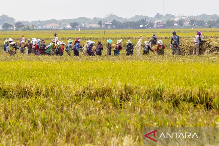 Proyeksi produksi beras nasional