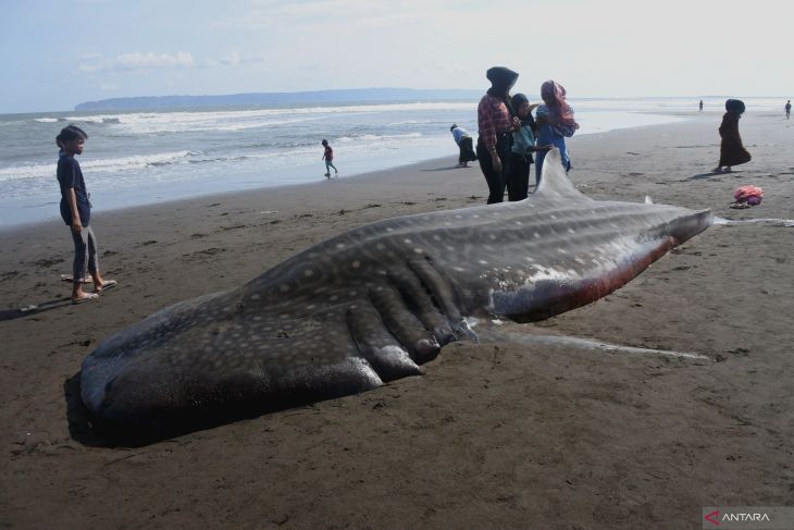 Hiu Tutul terdampar di Pantai Pancer Jember