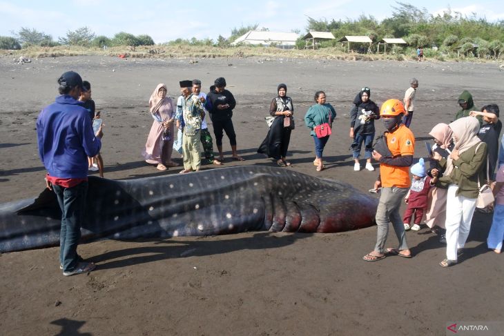 Hiu Tutul terdampar di Pantai Pancer Jember