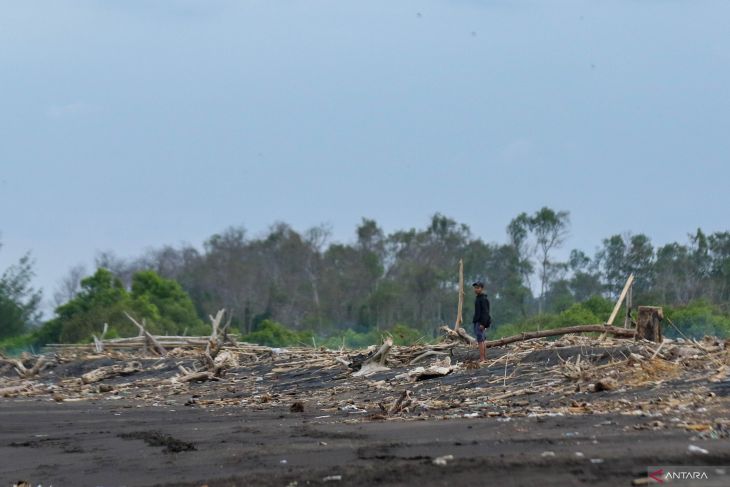 Dampak abrasi di Pantai Cemara Banyuwangi
