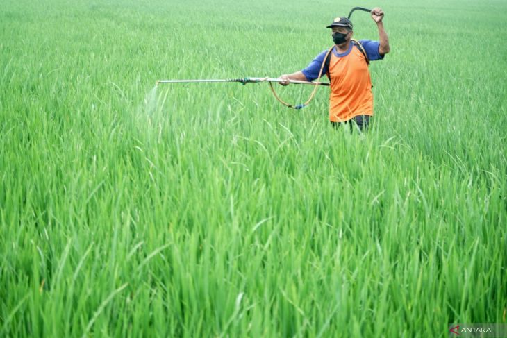 Pengendalian hama wereng di Tulungagung