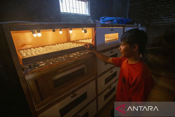 Sentra penetasan itik di Indramayu