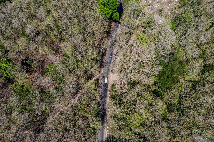 Fenomena hutan jati meranggas di Nganjuk