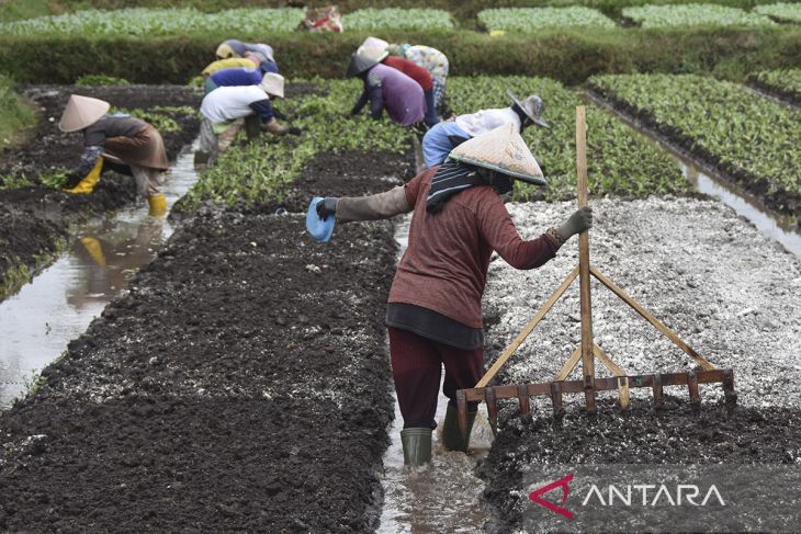 Optimalisasi sektor pertanian untuk penyerapan tenaga kerja di desa