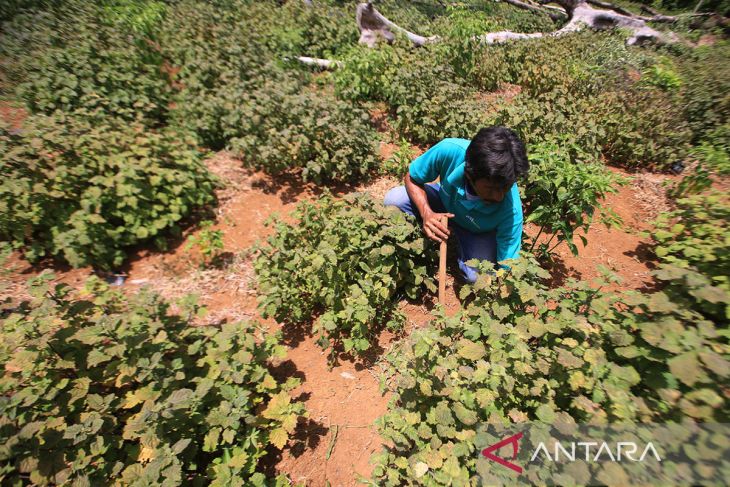 FOTO - Pemerintah dukung hilirisasi komoditas nilam