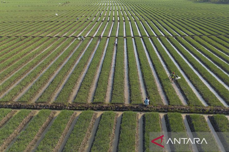 Investasi untuk hilirisasi pertanian