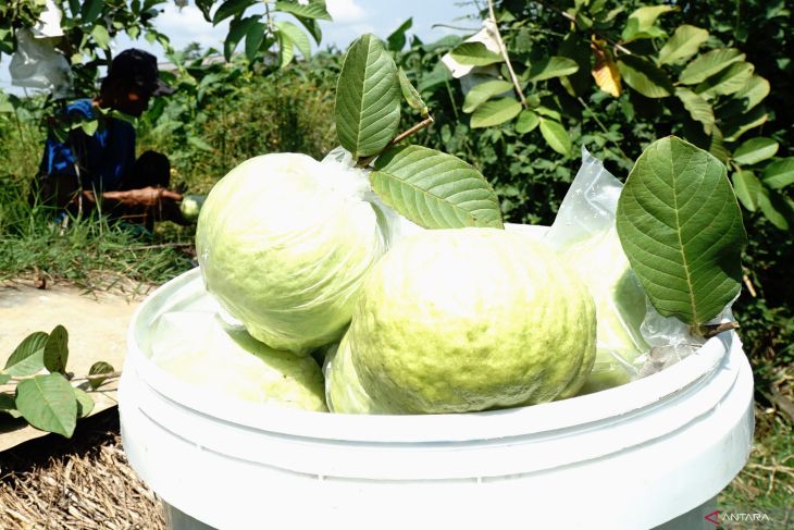 Budi daya jambu kristal di Tulungagung