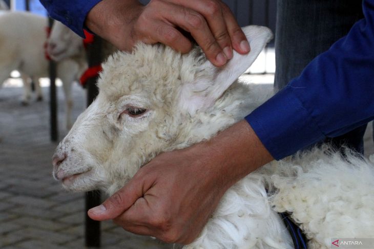 Kontes domba dan kambing di Batu