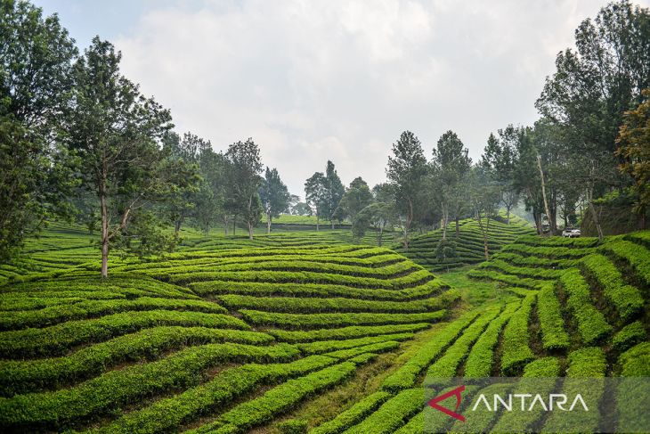 Target luas perkebunan teh di Indonesia