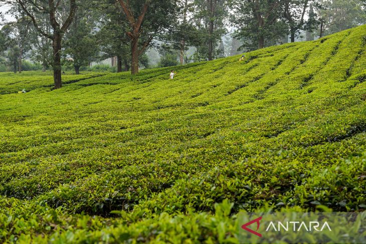 Target luas perkebunan teh di Indonesia