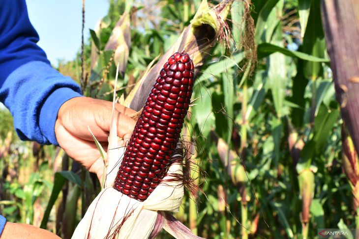 Budi daya jagung ungu di Madiun