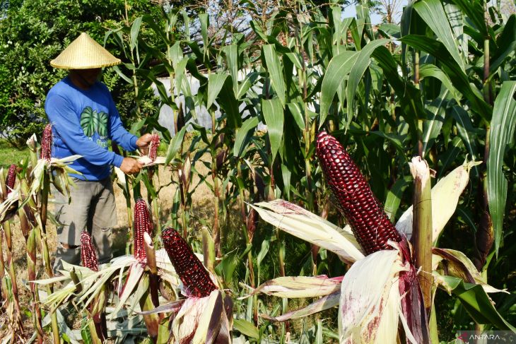 Budi daya jagung ungu di Madiun