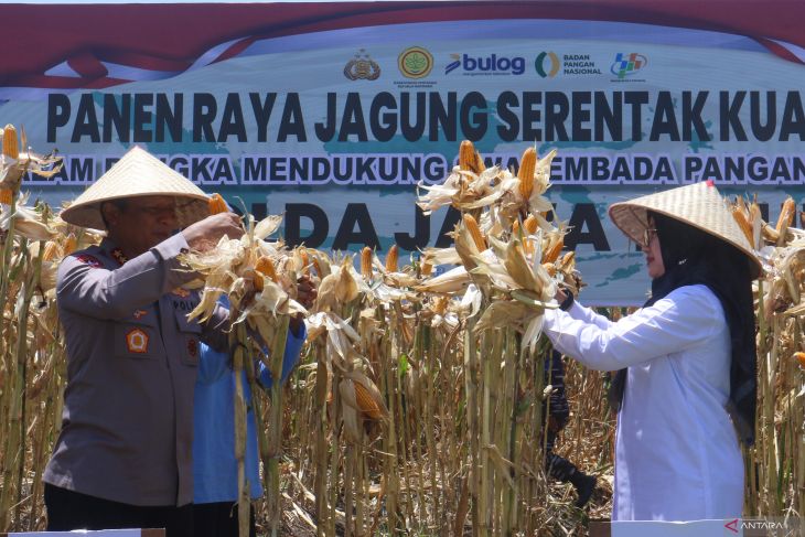 Panen jagung serentak program ketahanan pangan