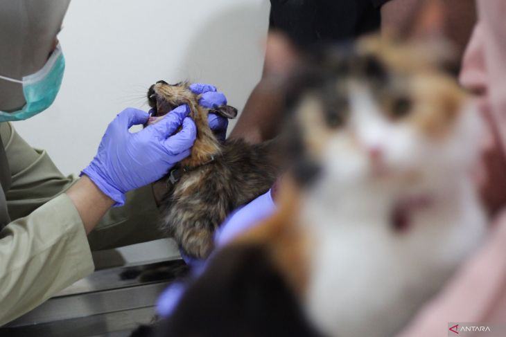 Vaksin rabies gratis di Surabaya