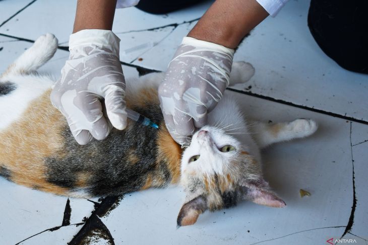 Vaksinasi kucing jalanan Hari Rabies Sedunia di Madiun