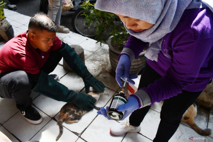 Vaksinasi kucing jalanan Hari Rabies Sedunia di Madiun
