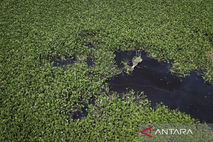 Pemanfaatan tanaman eceng gondok