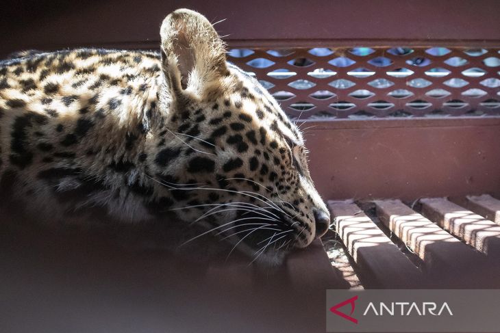 Macan tutul masuk hotel di Bandung, dievakuasi ke Lembang Park & Zoo untuk perawatan