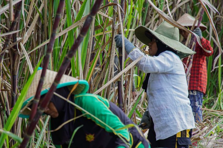 Menko Pangan serap 1.000 ton gula petani Lumajang