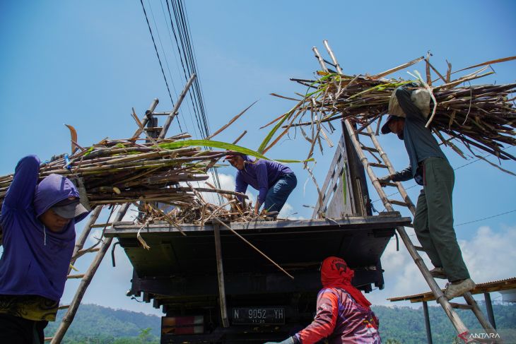 Menko Pangan serap 1.000 ton gula petani Lumajang