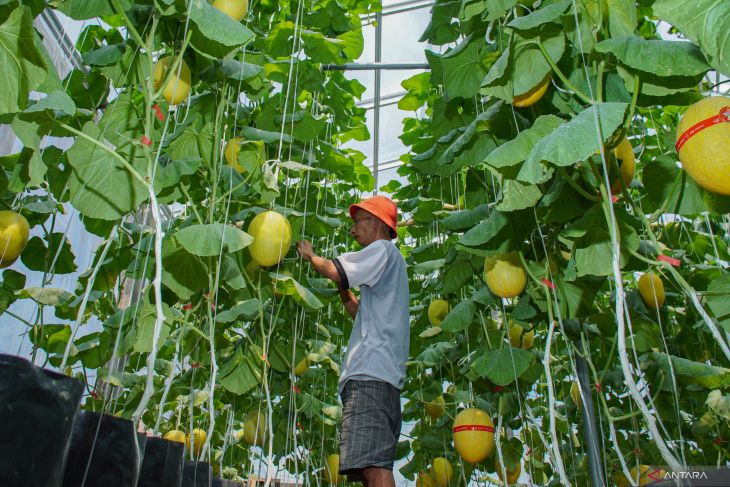 Pemanfaatan ruang rumah untuk budi daya melon