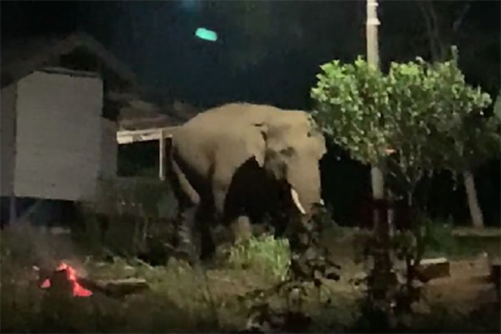 BKSDA Aceh kerahkan tim tangani gajah masuk pemukiman warga