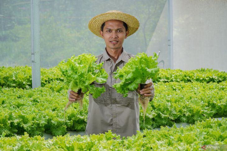 Pasokan selada air untuk dapur SPPG