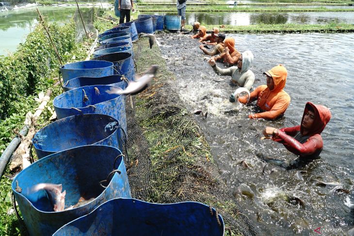 Usaha perikanan darat berbasis kemitraan